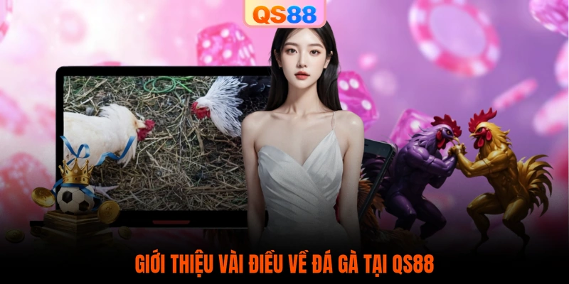 Giới thiệu vài điều về đá gà tại QS88